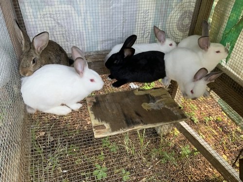 Rabbits 