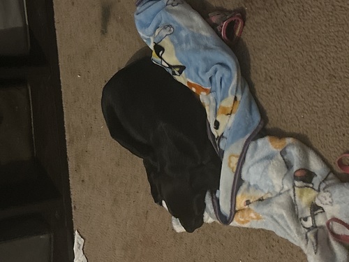 $450 pure bred black lab puppy