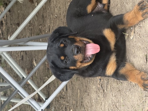14 week old rott pup 