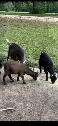 Pigmy goats 