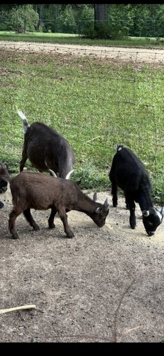 Pigmy goats 