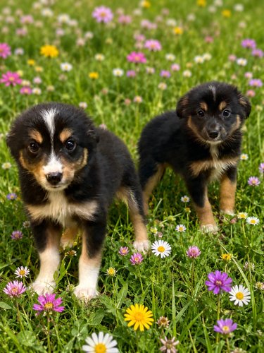 Toy Australian Shepherds