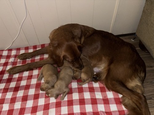 Golden Retriever Puppies
