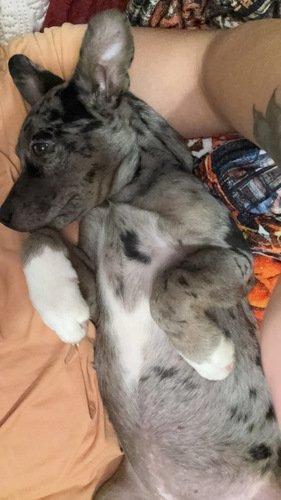 Female puppy