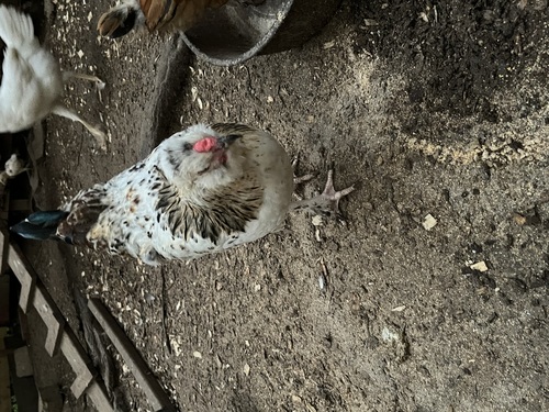 Half silkie bred Rooster 