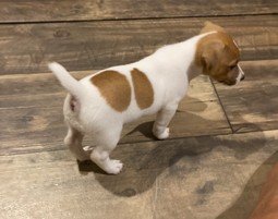 Jack russell terrier shorty