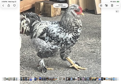 Free 2 young roosters
