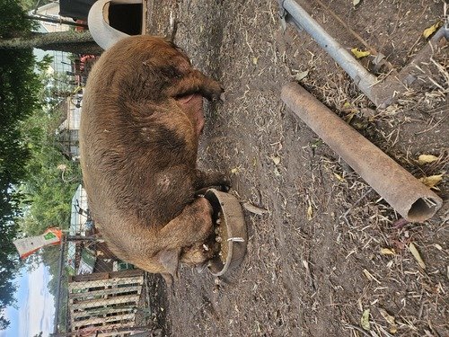 Pig