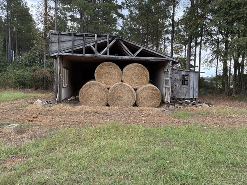 Hay