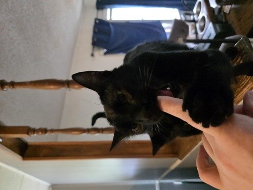 Free Kittens, 2 Males, Both neutered 
