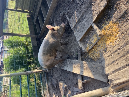 Feeder pig