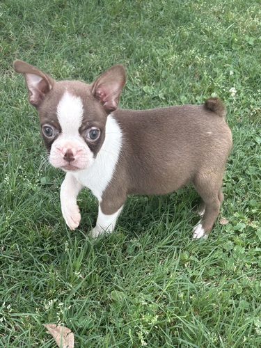 Boston Terrier Puppies