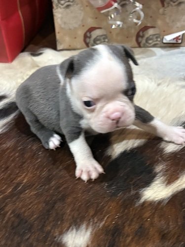 Boston Terrier Puppies