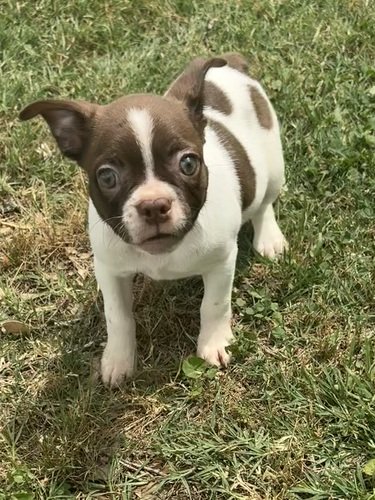 Boston Terrier Puppies