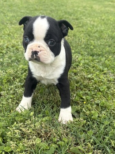 Boston Terrier Puppies