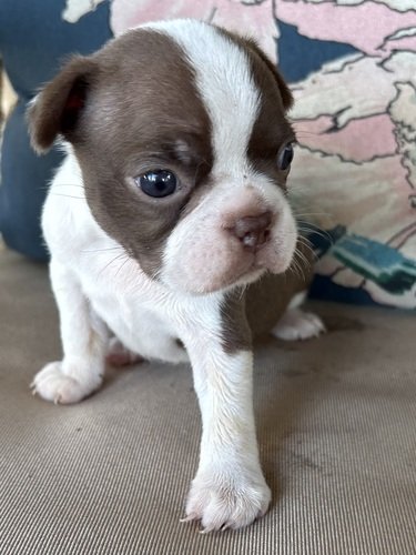 Boston Terrier Puppies