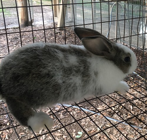 Classified Listing | Rabbits | 798375