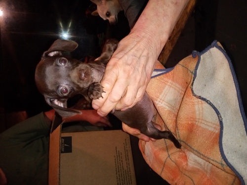 Free chihweenie puppies 