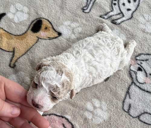 Toy & Mini Poodles Puppies