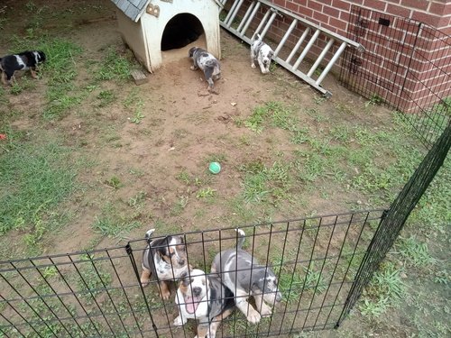 Catahoula puppies