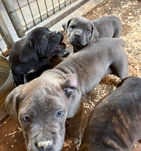 Cane corso puppies 