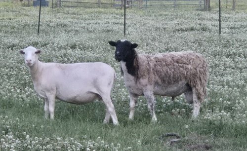Dorper Ram