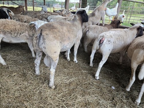 Dorper Ram