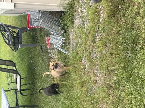 Free Shepherd mix puppies 