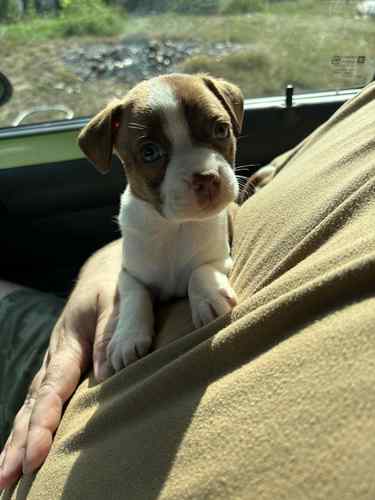 Free Boston Terrier Mix