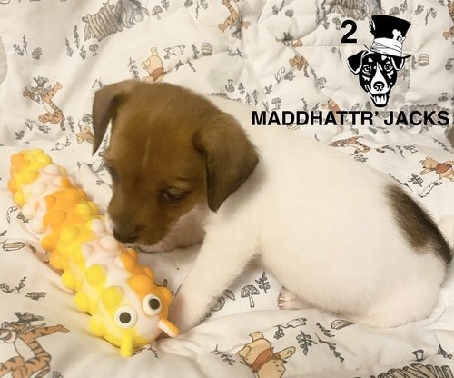 @Maddhattr Jacks on FB🐾 AKC Russell Terriers Short Legged Jack Russell’s❤️