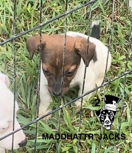 Shorty Jacks AKC Short Legged Jack Russell Terrier “shorty”