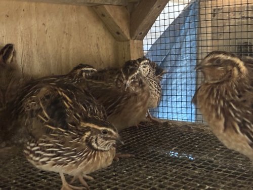 Courtnex quail 1 year old