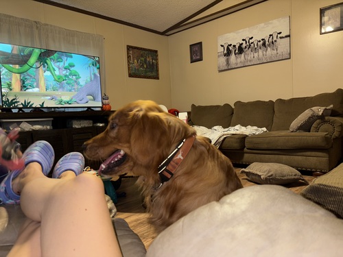 LOOKING TO STUD OUT AKC GOLDEN RETRIEVER 