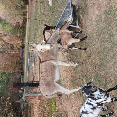 3 year old Jenny could be bred back