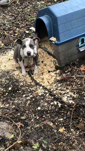 Razor edge and gotti 