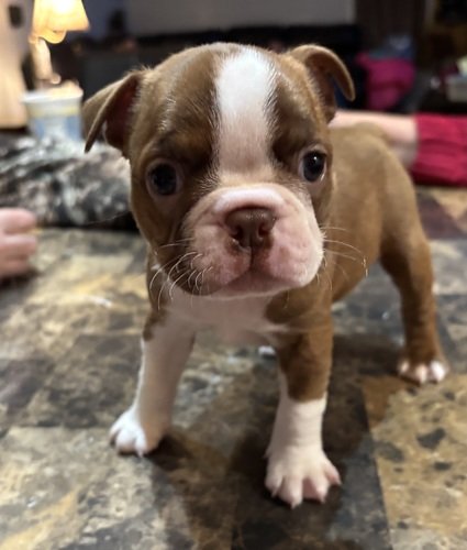 Registered Boston Terrier Puppies