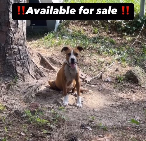 American pitbull Stafford 