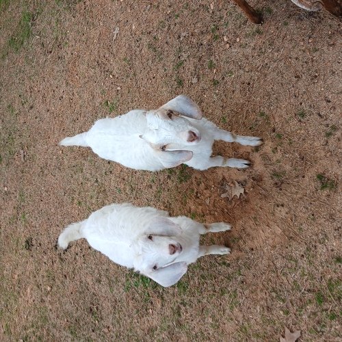 Boer/kiko doe's 3 months old
