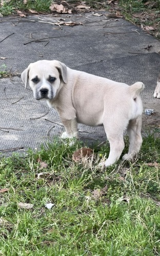 1/2 cane Corso 1/2 German Shepard pups 