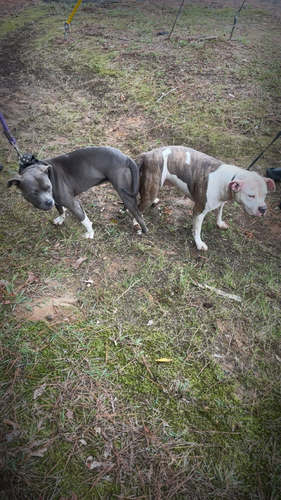 Blue nose pup 7 weeks 