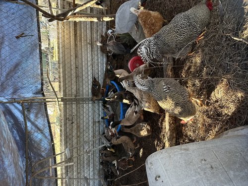 Barred rock rooster