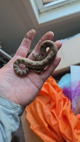 Two Hognose Snakes for sale. 