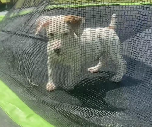 Jack Russell Terrier Puppy’s! 