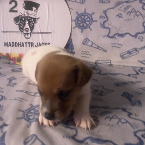 Jack Russell Terrier Puppys!!!!