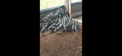 Guineas for sale