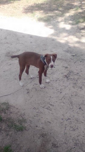 mountain cur redbone hound