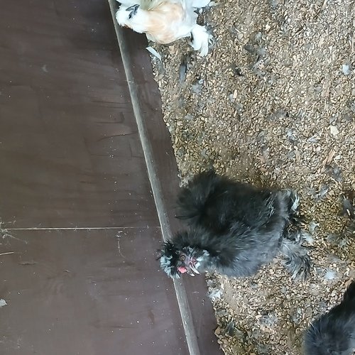 Silkie roosters
