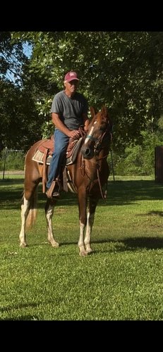 9 year old Rocky Mountain Saddle Horse Gelding