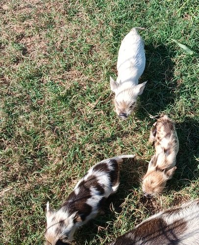 Kune Kune Piglets 
