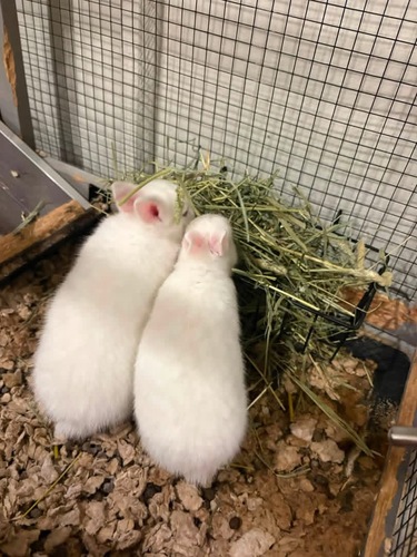 Netherland rabbits dwarf 